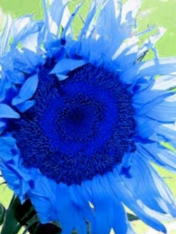 ทานตะวันสีฟ้า (Blue Sunflower) / 15 เม็ด (Vietnam)