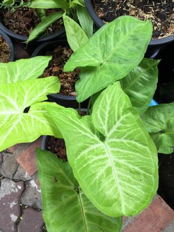 ต้นออมทอง กระถาง 10 นิ้ว (XL)