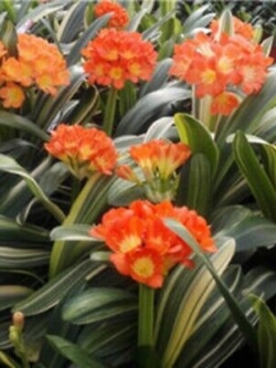 คลิเวียด่าง (ว่านสิบแสนด่าง) / 10 เม็ด (นอก)