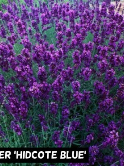 ลาเวนเดอร์ ฮิดโคท บลู (Lavender Hidcote Blue) / 25 เม็ด (Australia)