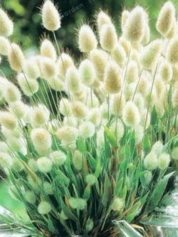 หญ้าหางกระต่าย (Rabbit Tail) สีขาว / 100 เม็ด