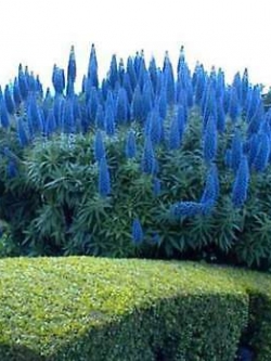 เอเชี่ยม แฟสทูโอซั่ม (Echium Fastuosum) / 10 เม็ด (UK)