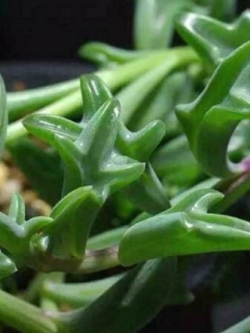 โลมา (String of Dolphins) / 100 เม็ด