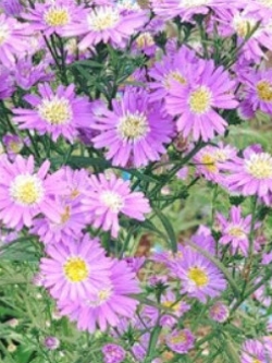 ต้นดอกคัตเตอร์สีม่วงอ่อน (Purple Cutter Flower) / ต้น