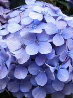 ไฮเดรนเยีย (Hydrangea) สีม่วง / 25 เม็ด