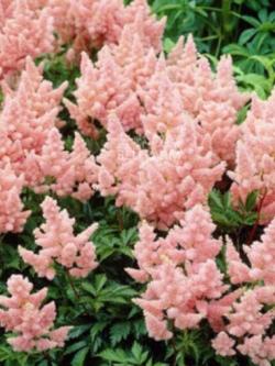 อัสดง (Astilbe) สีชมพู / 100 เม็ด