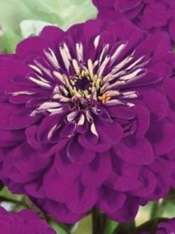บานชื่น (Zinnia) สีม่วง ซ้อน / ซอง 70 เม็ด (Ukraine)