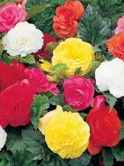 บีโกเนียซ้อน (Begonia Tuberosa Double) คละ / 25 เม็ด (USA)