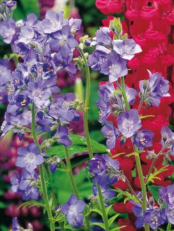 จาค็อบส์ แลดเดอร์ (Jacobs Ladder) สีฟ้า-ม่วง / 1,000 เม็ด (UK)