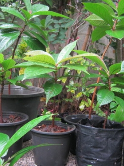 ต้นชมพู่สาแหรก เพาะเมล็ด สูง 35-50 ซ.ม.