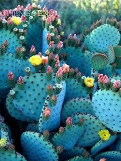 แคคตัสญี่ปุ่น คละ (C) / 100 เม็ด