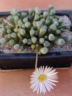 ป็อกกี้ หรือ เฟเนสตราเรีย (Fenestraria) / 5 เม็ด (Australia)