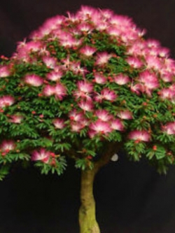 ทิ้งถ่อนบอนไซชมพู / 10 เม็ด (นอก)