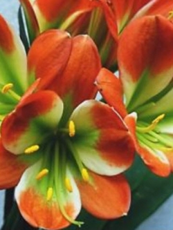 คลิเวีย (Clivia) ส้ม-เขียว / 5 เม็ด