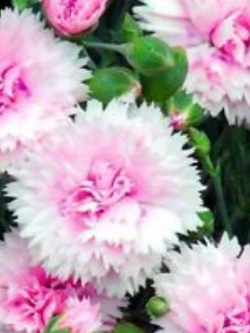 ผีเสื้อซ้อน (Dianthus plumarius - Sonata) คละ / 260 เม็ด (UK)