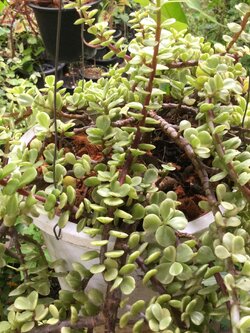 ต้นปะการังด่างสายรุ้ง กระถางแขวน 9 นิ้ว / ต้น