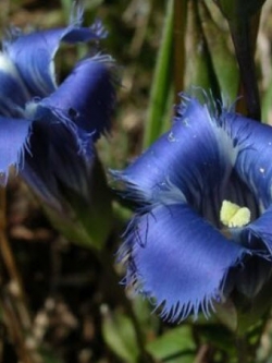 บลู เจนเทียน (Blue Gentian) / 10 เม็ด (USA)