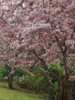 กัลปพฤกษ์ (Pink cassia) / 25 เม็ด (P2S)