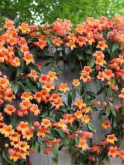 มธุลดา ดอกสีส้ม (Orange Trumpet Vine) / 10 เม็ด (Serbia)
