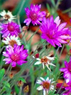 อิมมอร์เทล ซ้อน คละสี (Immortelle - Double Mix) / 400 เม็ด (UK)