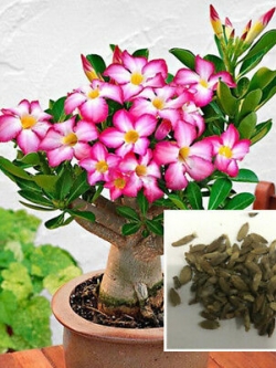 ชวนชม สีชมพู / 25 เม็ด (นอก)