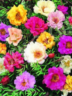 แพรเซี่ยงไฮ้ (Moss-rose) ซ้อน คละสี / 500 เม็ด (China)