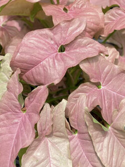 ต้นออมชมพู (Pink Syngonium) กระถาง 6 นิ้ว / ต้น