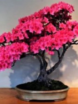 ซากูระญี่ปุ่น บอนไซ (Cherry blossom bonsai) สีชมพูเข้ม / 10 เม็ด