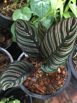 ต้นคล้าขุนแผน กระถาง 8 นิ้ว / ต้น