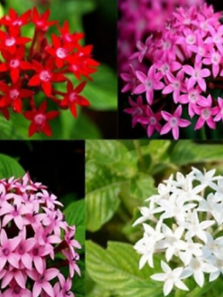 เข็มอินเดีย คละ 4 สี / 50 เม็ด (Indonesia)