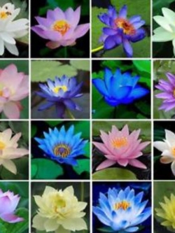 บัวอ่าง (bowl lotus) คละสี / 10 เม็ด (นอก)