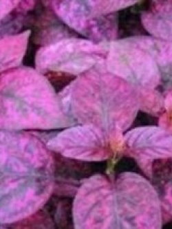 ละอองดาว หรือไฮโพเอสเตท - สแปลช ซีเล็ค (Hypoestes - Splash Select) สีแดง / 10 เม็ด (UK)