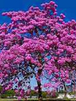 ศรีตรัง (Jacaranda mimosifolia) สีชมพู / 5 เม็ด (Brazil)