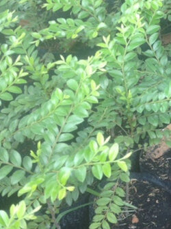 ต้นสั่งทำ หรือต้นหูหนู สูง 20-30 ซ.ม. / ต้น