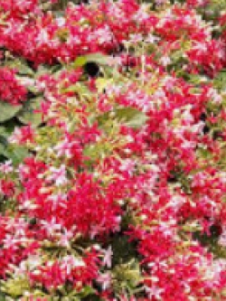 ต้นเล็บมือนาง (Rangoon Creeper) ขนาด L / ต้น