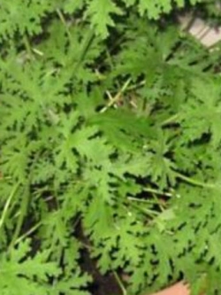 สมุนไพรไล่ยุง / 100 เม็ด (นอก)