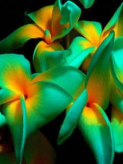 ลีลาวดี (Plumeria) สีเขียว-เหลือง / 50 เม็ด (นอก)