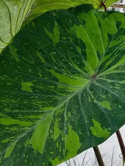 เมล็ดพันธุ์ บอน เลมอน ไลม์ / 5 เม็ด (P2S)*