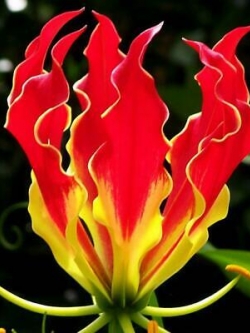ดองดึง (Flame lily / Climbing lily) แดง-เหลือง / 50 เม็ด