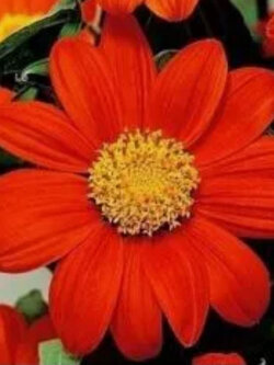 ทานตะวันเม็กซิกัน ทานตะวันเม็กซิโก (Mexican Sunflower) สีส้มแดง / 100 เม็ด