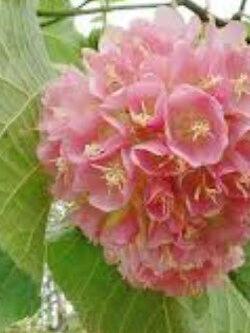 พุดตานญี่ปุ่น พุดตาลญี่ปุ่น ดอกชมพู / 20 เม็ด