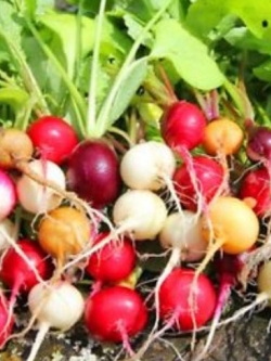 ไชเท้า (Radish) คละสี / 700 เม็ด (UK)