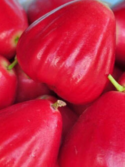 ต้นชมพู่สตรอเบอรี่ กิ่งตอน สูง 55-70 ซ.ม.