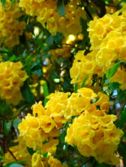 ทองอุไร (Tecoma stans) เตี้ย / 10 เม็ด (Brazil)