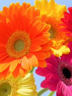 เยอบีร่า (Gerbera) คละ พันธุ์ต้นสูง / 40 เม็ด (UK)