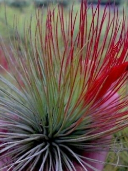 หญ้าสับปะรด (Pineapple grass) สีแดง-เขียว / 100 เม็ด