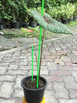 ต้นบอนนกศรีอุษา กระถาง 6 นิ้ว