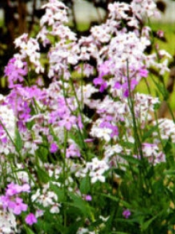 สวีท ร็อคเก็ท (Sweet Rocket - Crown Mix) คละ / 800 เม็ด (UK)