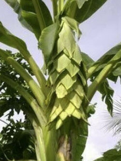 กล้วยนวล (Elephant banana / Ensete glaucum) หรือกล้วยหัวโต / 5 เม็ด (P2S)