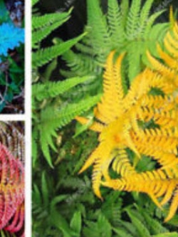 Boston Fern (mix) / 50 เม็ด (นอก)